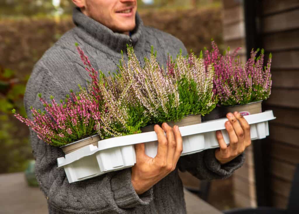 Tuinbouwtray met planten wordt gedragen